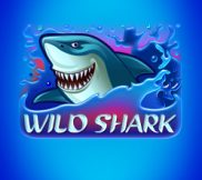 Wild Shark